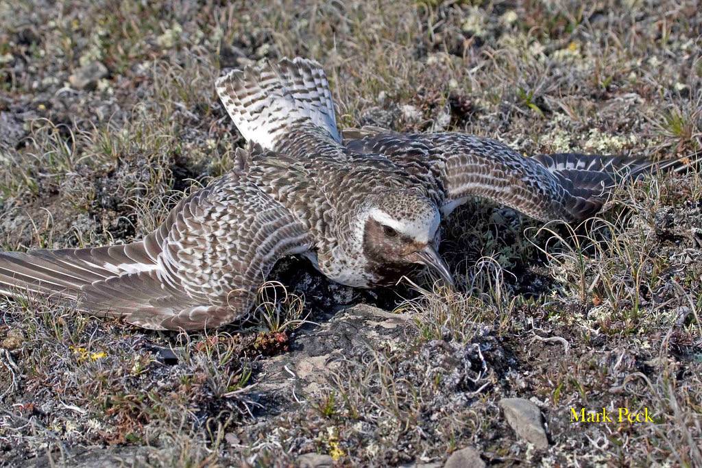 Black-bellied Plover - Pluvialis squatarola by Mark Peck Bird Photography is licensed under CC BY-NC-SA 2.0